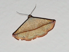 Eublemma perversicolor