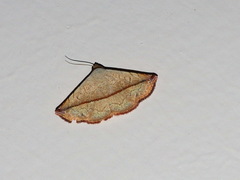 Eublemma perversicolor