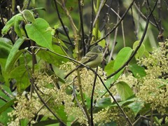 Phyllomyias plumbeiceps