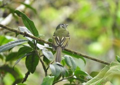 Phyllomyias plumbeiceps