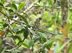 Phyllomyias plumbeiceps