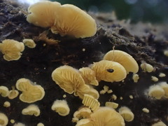 Crepidotus stromaticus