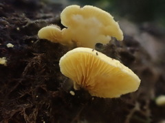 Crepidotus stromaticus