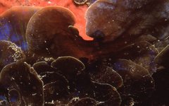 Distromium flabellatum