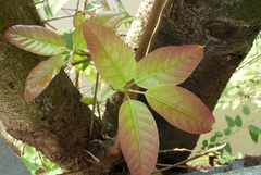 Ficus
