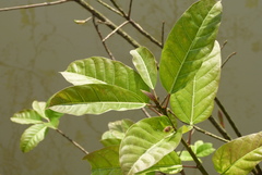 Ficus