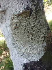 Pannaria allorhiza