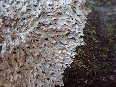 Pannaria allorhiza