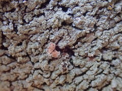 Pannaria allorhiza