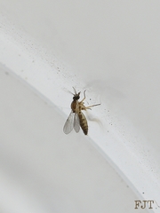 Diptera