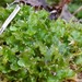 Common Kettlewort - Photo (c) Chris Poling, some rights reserved (CC BY-NC)