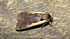 Dichagyris triangularis