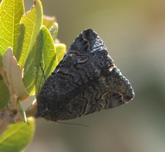 Litocala sexsignata