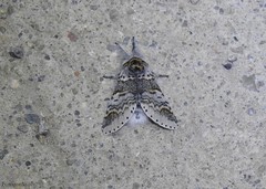 Furcula occidentalis