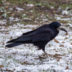 Corvus frugilegus