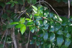 Rhamnus prinoides