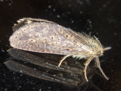 Fraus simulans