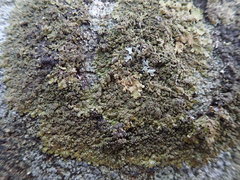 Xanthoparmelia verruculifera