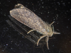 Fraus simulans