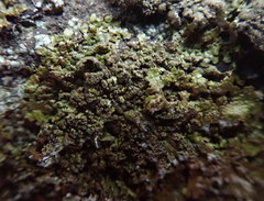 Xanthoparmelia verruculifera