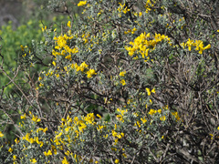 Cytisus rosmarinifolius