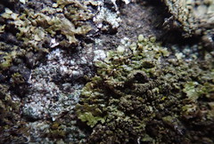 Xanthoparmelia verruculifera