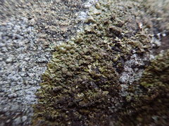 Xanthoparmelia verruculifera