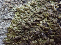 Xanthoparmelia verruculifera