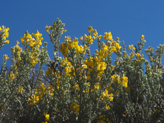 Cytisus rosmarinifolius