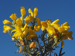 Cytisus rosmarinifolius