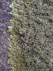 Xanthoparmelia verruculifera