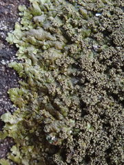 Xanthoparmelia verruculifera