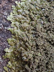 Xanthoparmelia verruculifera