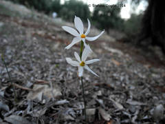 Narcissus deficiens