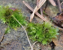 Bryum dichotomum