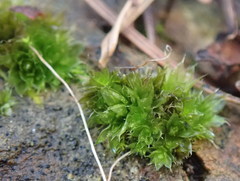 Bryum dichotomum