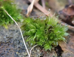 Bryum dichotomum