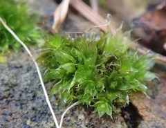 Bryum dichotomum