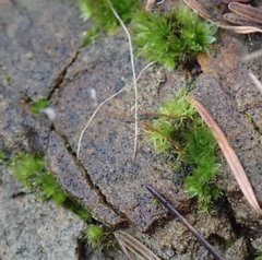 Bryum dichotomum