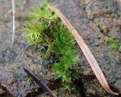 Bryum dichotomum