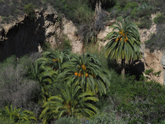 Phoenix canariensis image