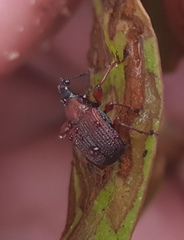 Euops falcata
