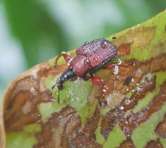 Euops falcata