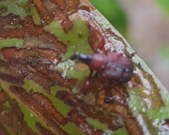 Euops falcata