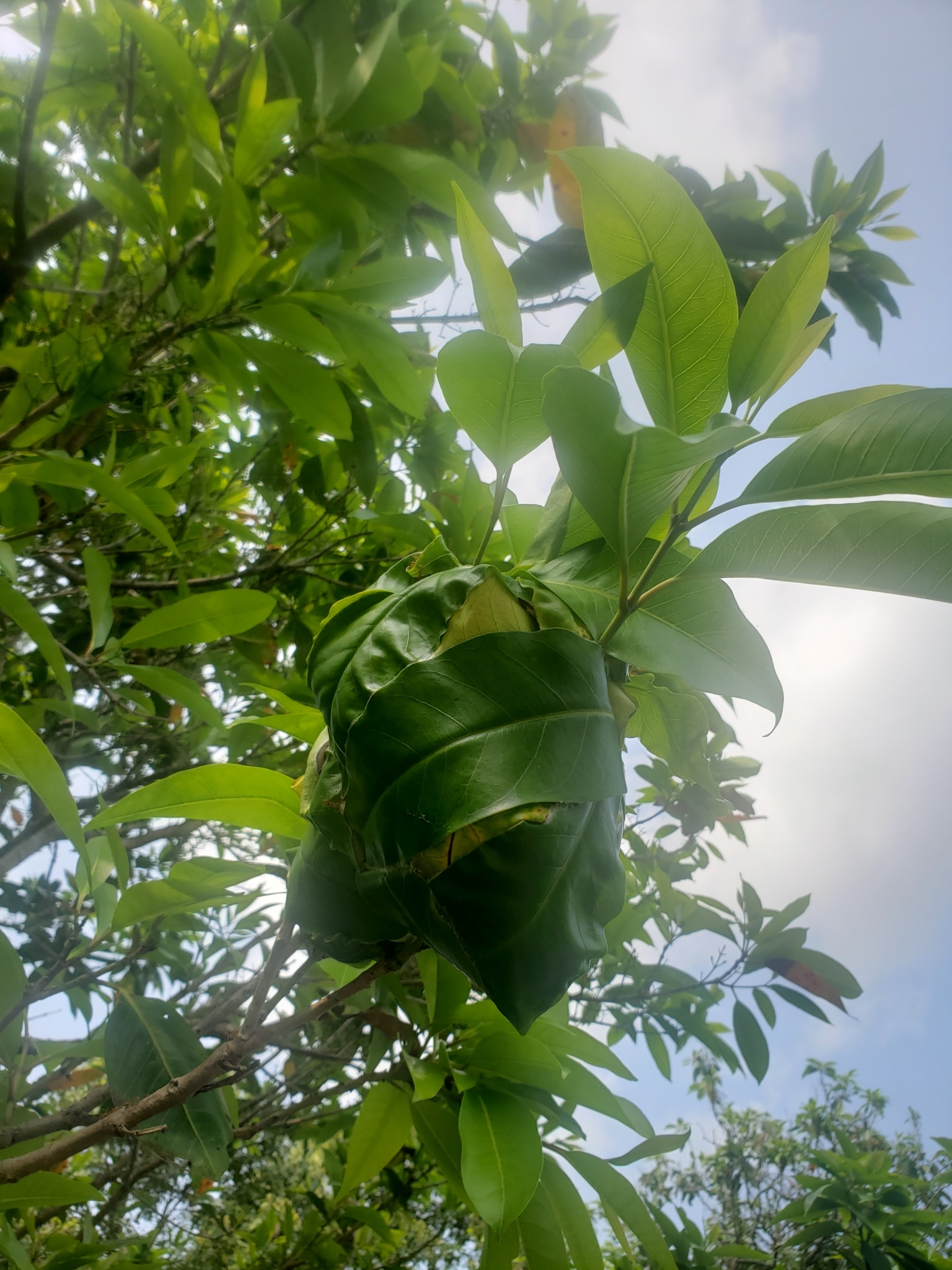 Oecophyllini