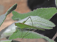 Phaneroptera sparsa