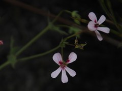 Pelargonium patulum