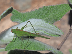 Phaneroptera sparsa