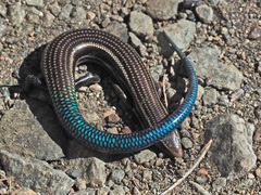 Chalcides sexlineatus sexlineatus