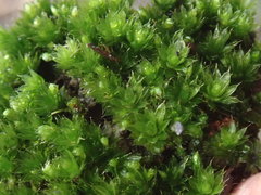 Bryum canariense